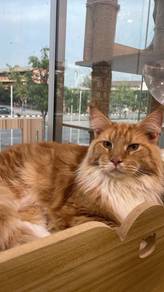 Mainecoon original