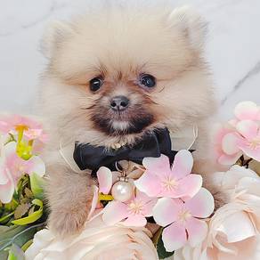 Pomeranian