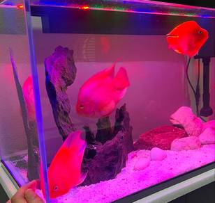 albino red blood parrot gred A