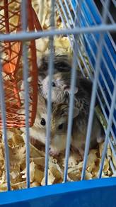 hamster syrian, roborovski dan cambell 