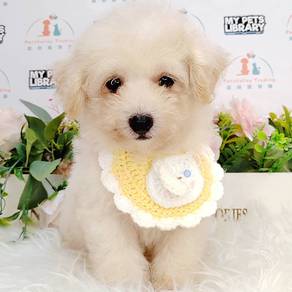 Maltipoo