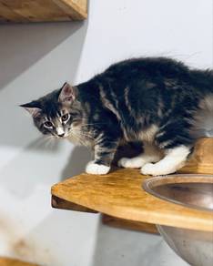 Mainecoon