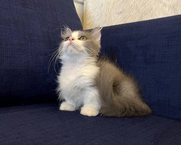 Munchkin supershort Kitten