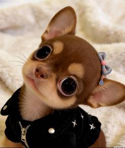 Chihuahua