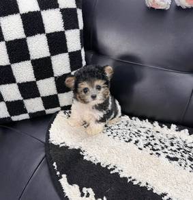 POODLE PUPPIES s155 🧸 Female - Tricolor Poodle