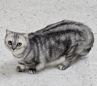 Munchkin Scottish Fold Female