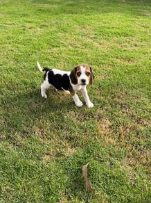 Male Beagle puppy