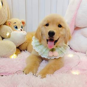 Golden Retriever