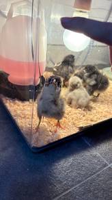 Australorp Chicken