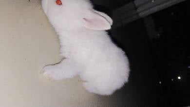 buy rabbit 🐇