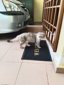 Bsh Silver