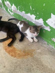 2ekor anak kucing