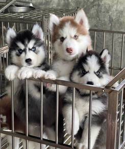 SIBERIAN HUSK PUPPIES 🌻 Boy~Girl Sb159