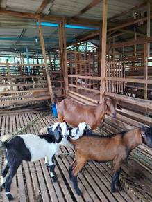 Kambing 