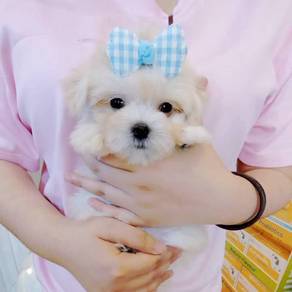 Maltese