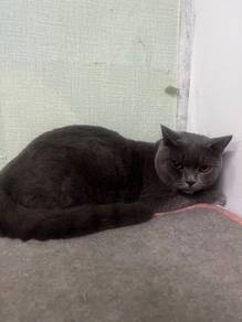 British Short Hair BSH