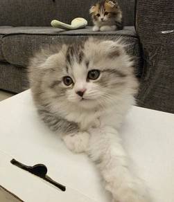 Ragdoll x Scottish Fold