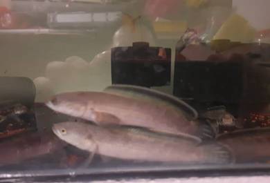 limbata