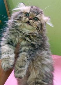 kucing parsi