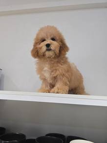 Maltipoo female