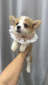 Female Corgi nice marking Puppy F1