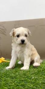 Pomachon puppy