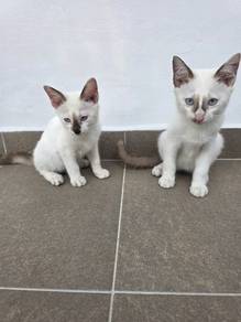 anak kucing