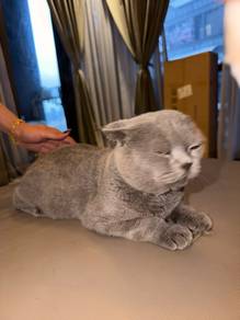 bsh good profile