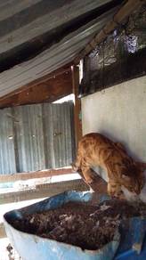 kucing bengal sepasang 