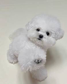 K5444 Baby-faced Poochon beautiful sweet temperame