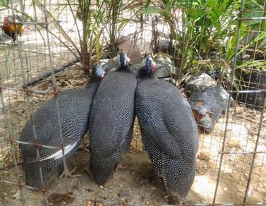 Anak ayam mutiara api guinea fowl chick chicken 