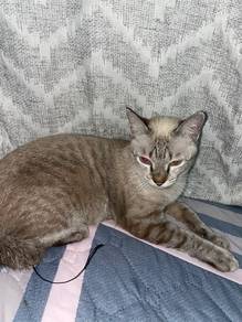 2 cats for adoption, joyful and playful