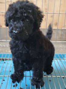 Black Giant Poodle