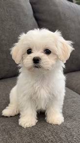 T3984 Bubble of love Maltese Cute Little White Pup