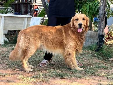 golden retriever 8