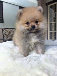 Fluffy Pomeranan Cute Baby Face Puppy Puppy Dog
