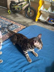 kucing mix bengal