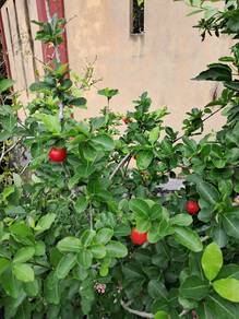 barbafos cherry trees for sale