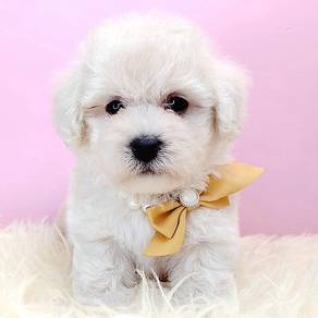 Poodle