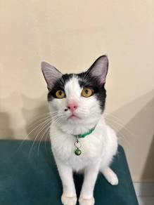 Male cat