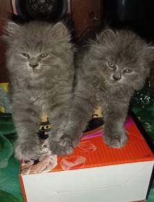 British shorthair Longhair