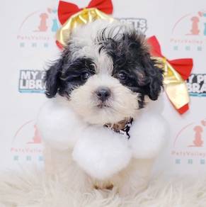 Maltipoo