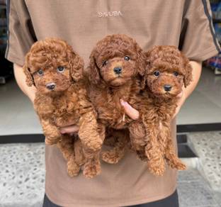 MINI POODLE PUPPIES S109 🌻 Poodle REHOME