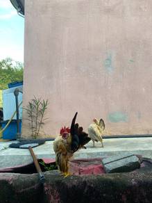 Ayam Serama Sepasang