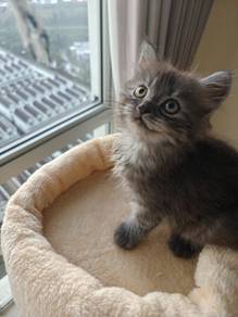 Bristish Medium Long Hair Tabby