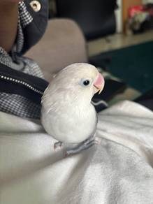 love bird