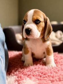 beagle4