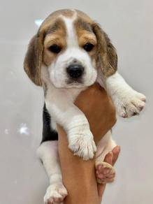 G5410 Irresistible Beagle Smooth Coat Long Ears Pu