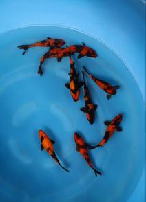 Japanese koi