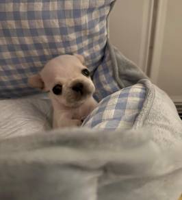 French Bulldog